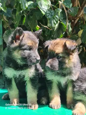 Photo - 1-3 months Male Purebred German Shepherd