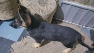 1-3 months Male Purebred German Shepherd