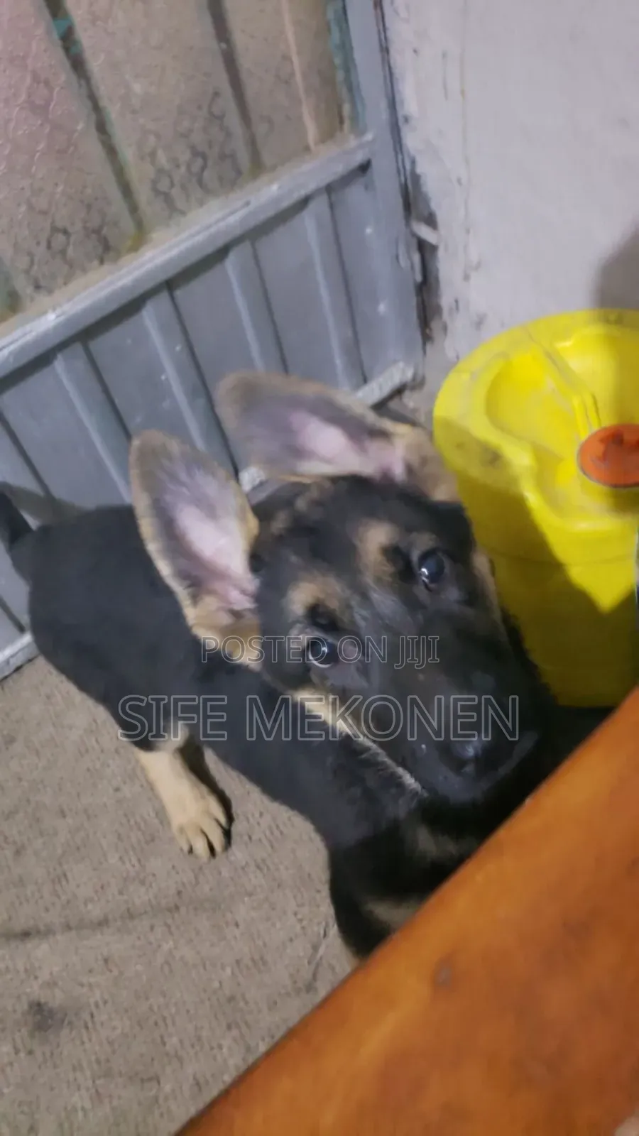 1-3 months Male Purebred German Shepherd