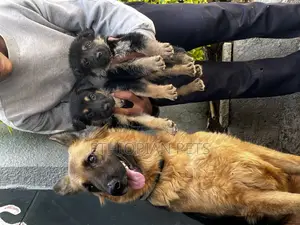 Photo - 1-3 months Male Purebred German Shepherd
