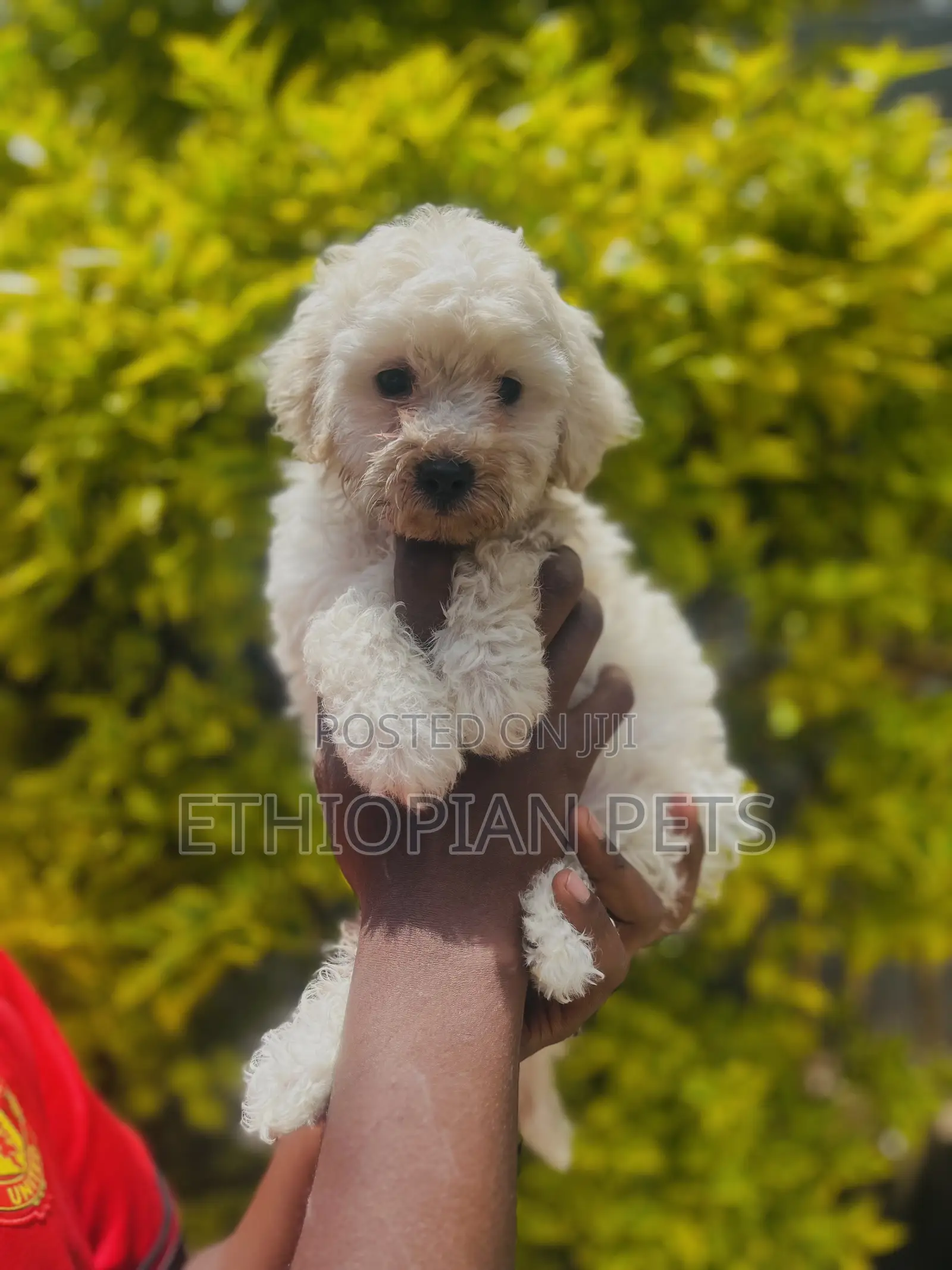 1-3 months Female Purebred Maltipoo