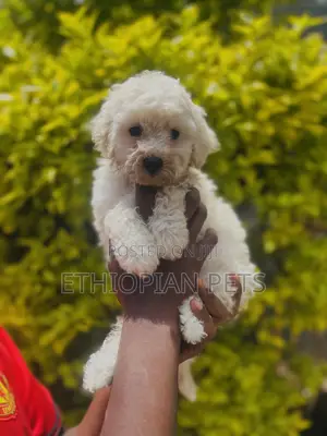 Photo - 1-3 months Female Purebred Maltipoo
