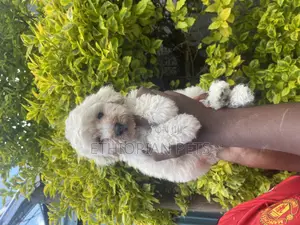 1-3 months Female Purebred Maltipoo