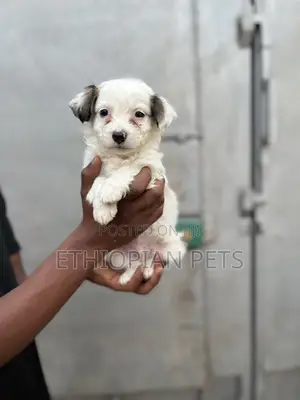 Photo - 1-3 months Male Mixed Breed Chihuahua