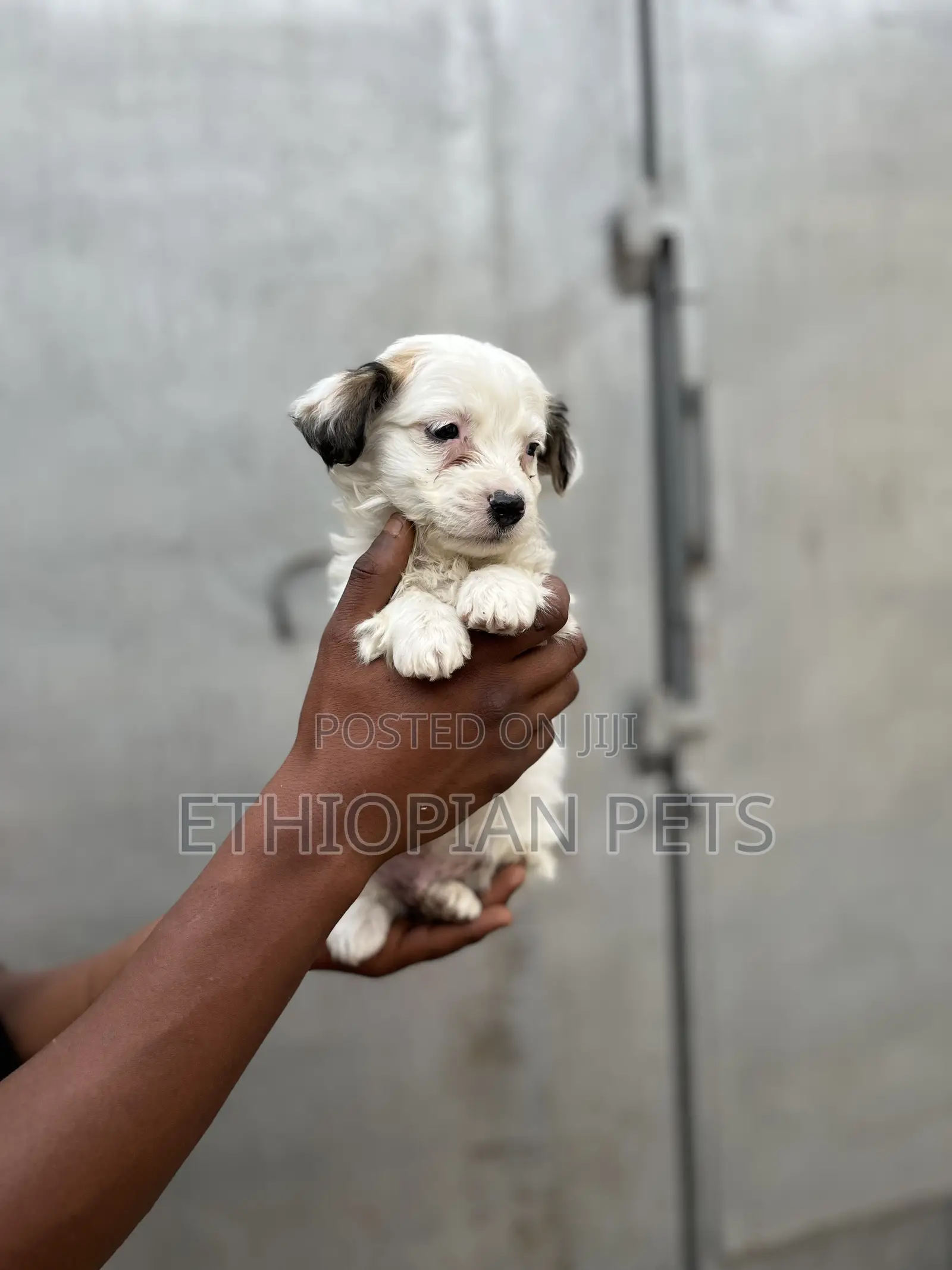 1-3 months Male Mixed Breed Chihuahua
