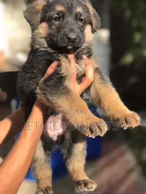 1-3 months Male Purebred German Shepherd