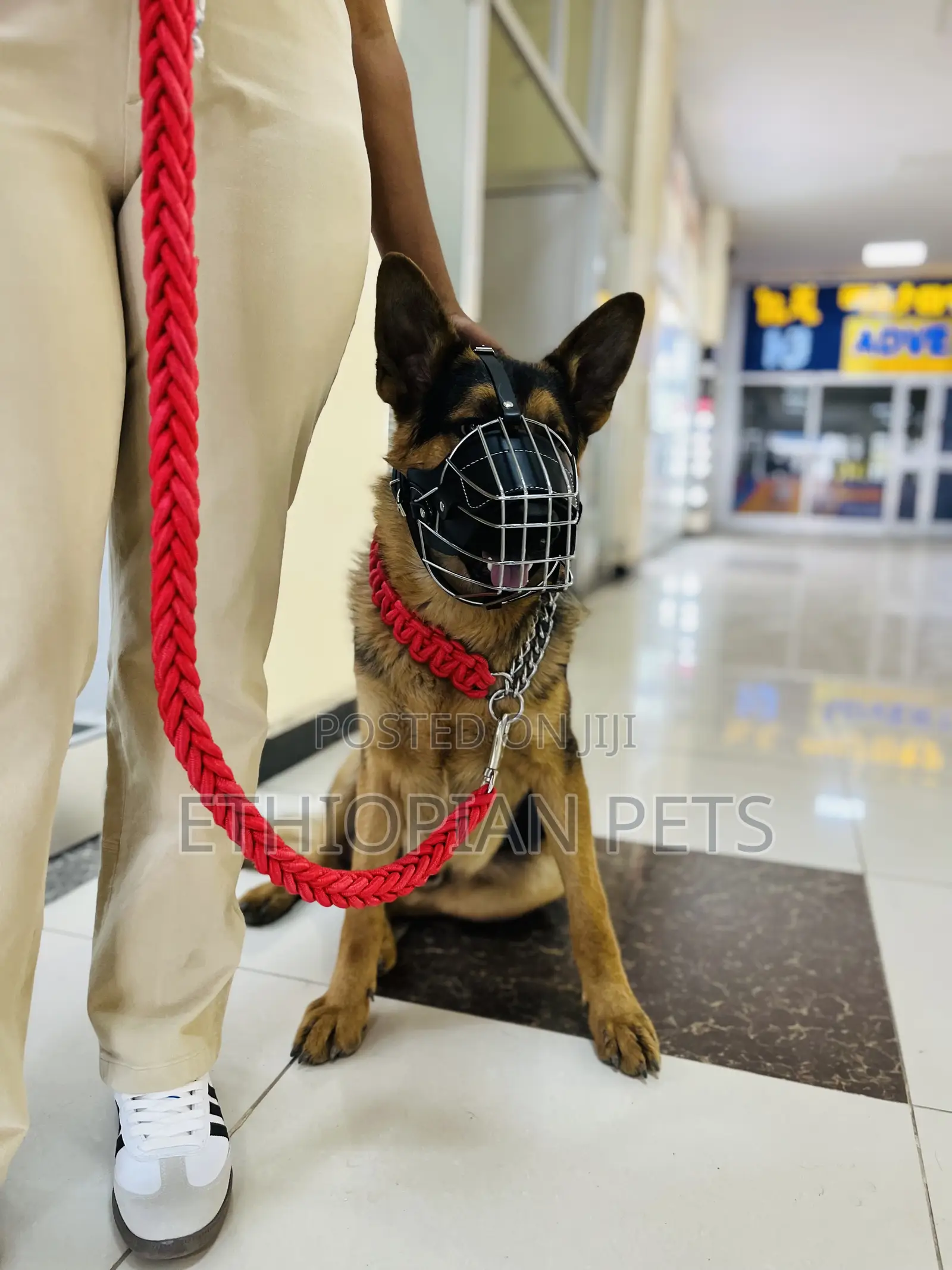 1-3 months Male Purebred German Shepherd