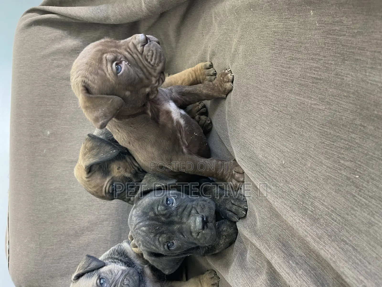 1-3 months Male Purebred Boerboel