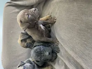 Photo - 1-3 months Male Purebred Boerboel