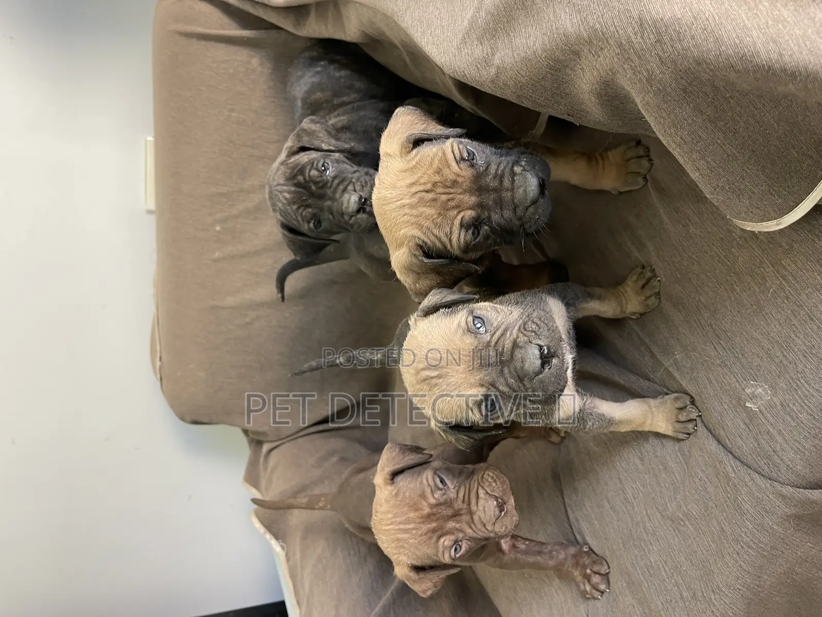 1-3 months Male Purebred Boerboel