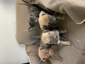 Photo - 1-3 months Male Purebred Boerboel