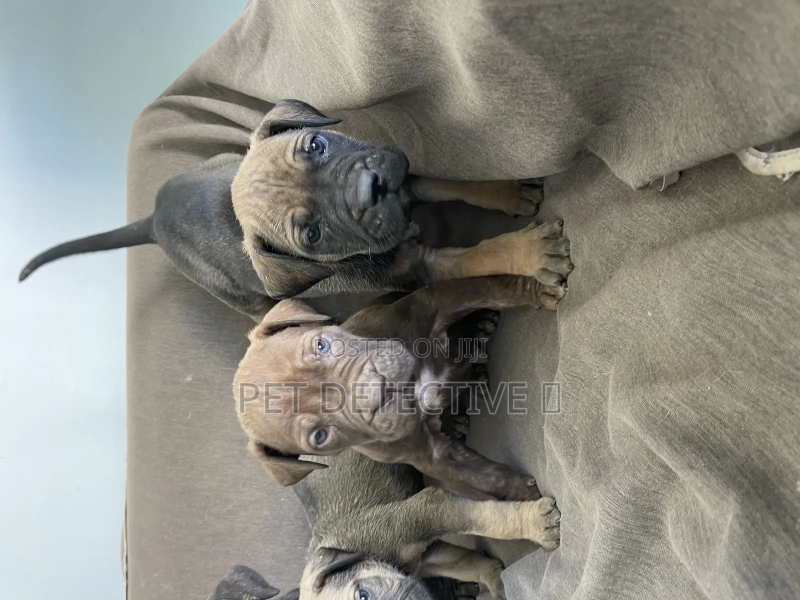 1-3 months Male Purebred Boerboel