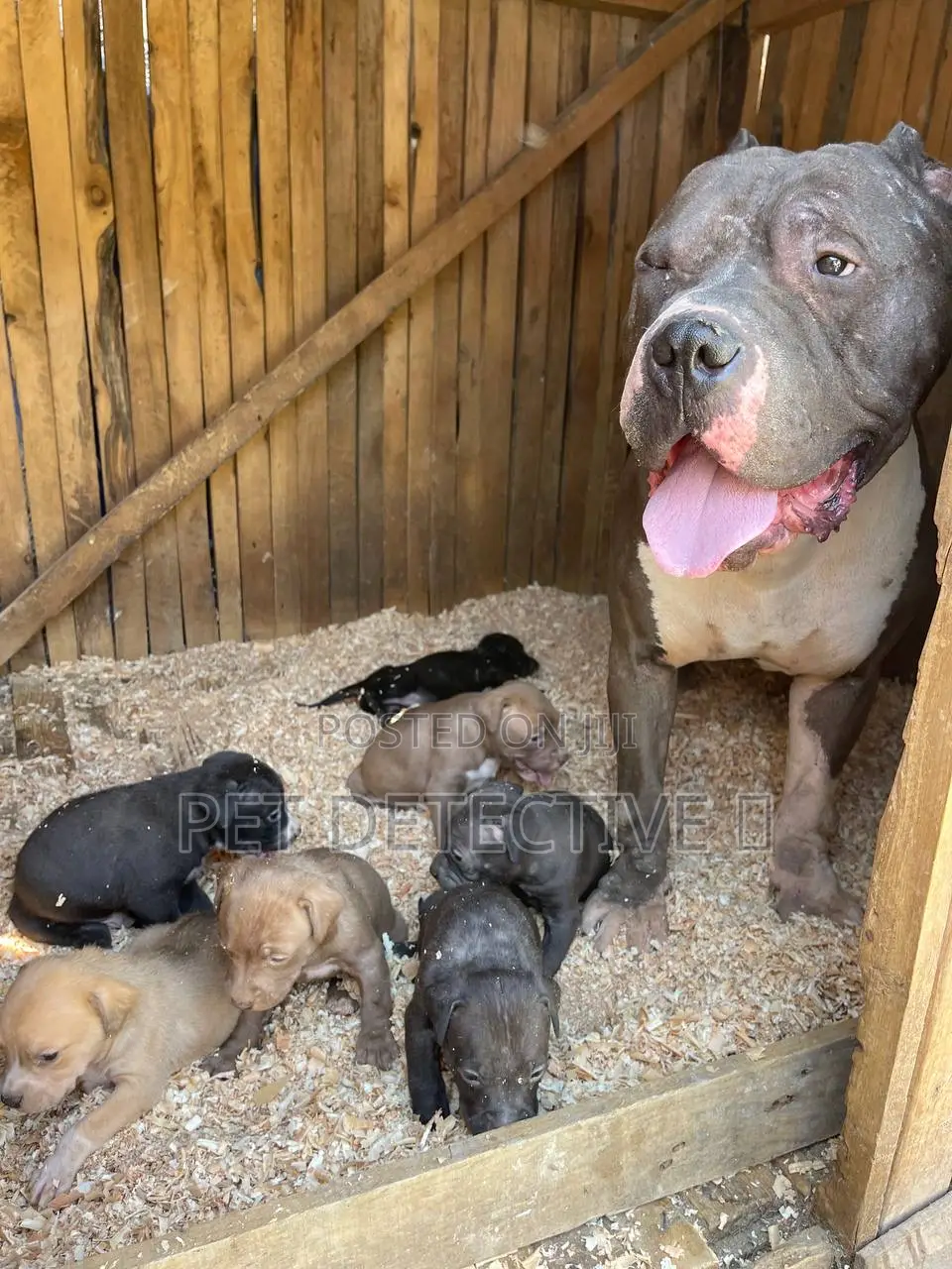 1-3 months Male Purebred American Pit Bull Terrier