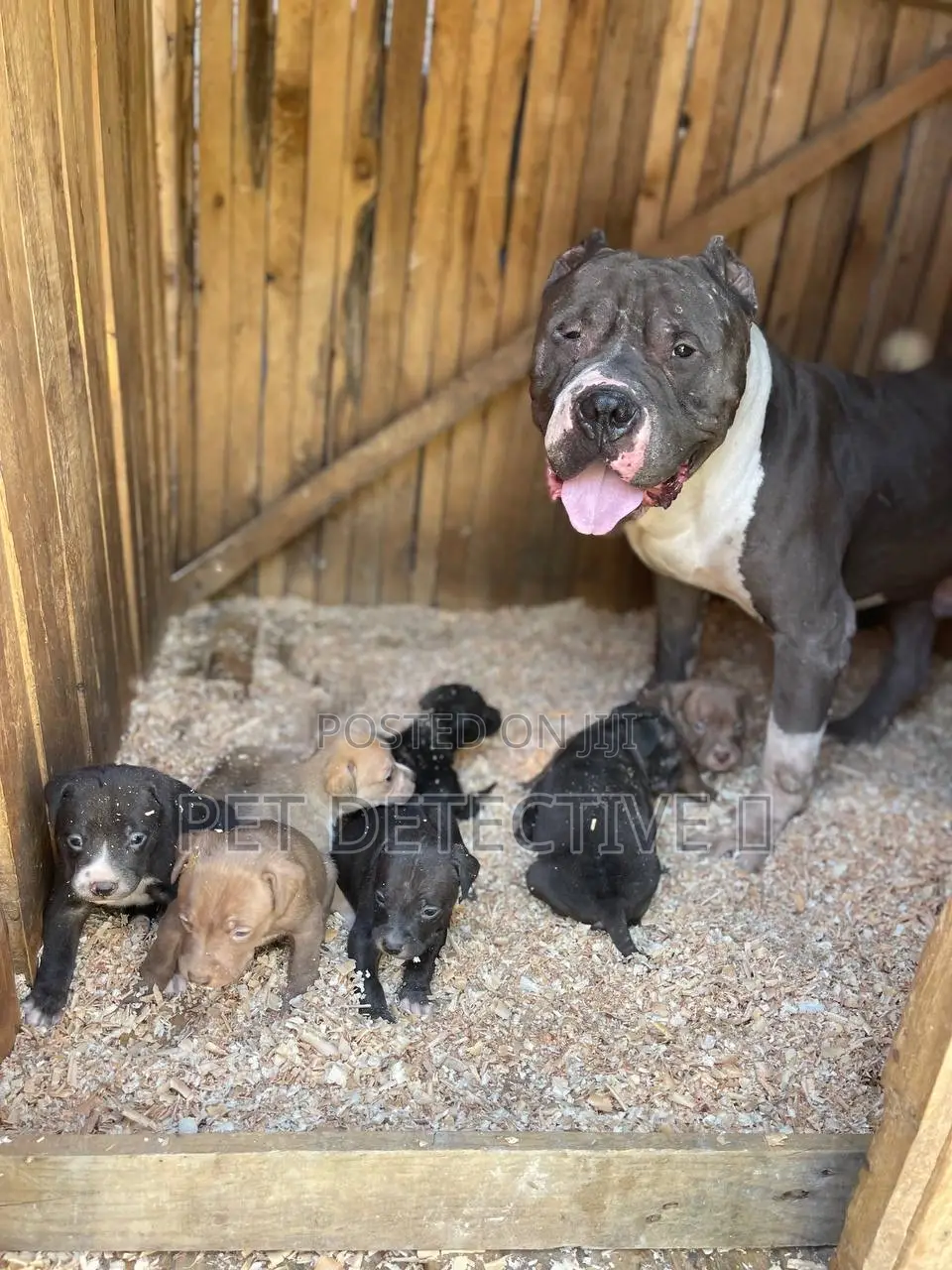 1-3 months Male Purebred American Pit Bull Terrier