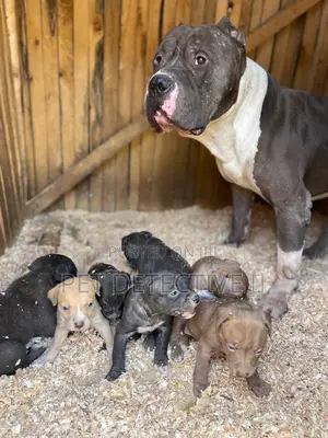 Photo - 1-3 months Female Purebred American Pit Bull Terrier