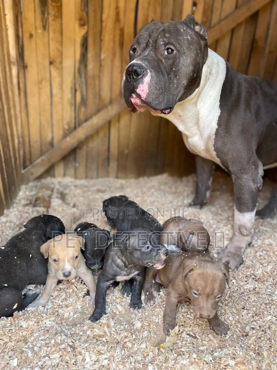 1-3 months Female Purebred American Pit Bull Terrier