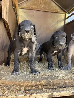 Photo - 1-3 months Male Purebred Great Dane