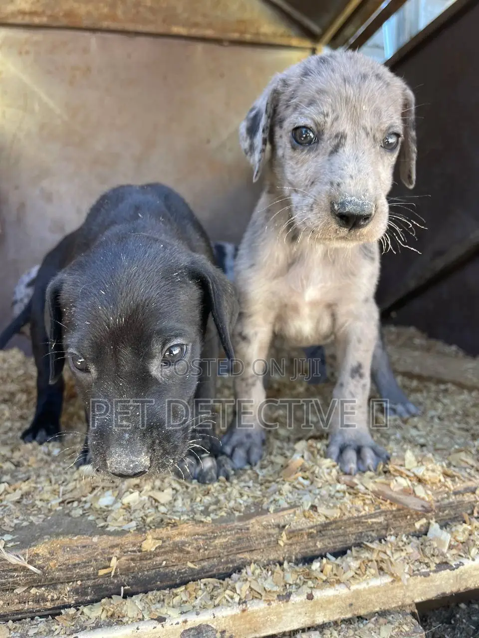 1-3 months Male Purebred Great Dane