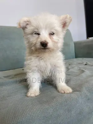 Photo - 1-3 months Male Purebred Maltese