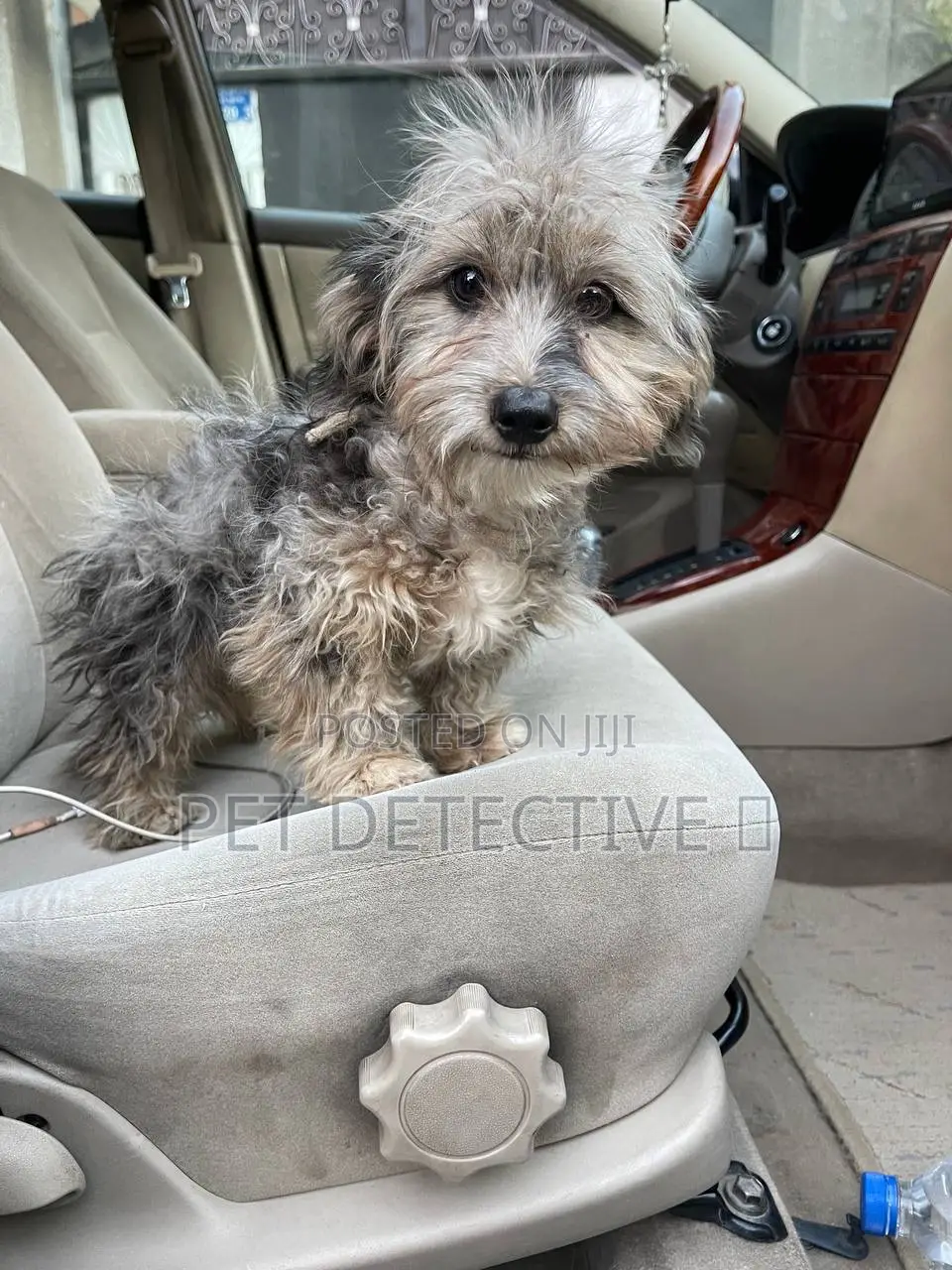 1-3 months Male Purebred Shih Tzu