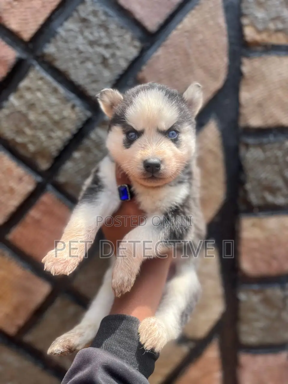 1-3 months Male Purebred Siberian Husky