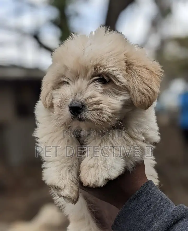 1-3 months Male Purebred Maltese