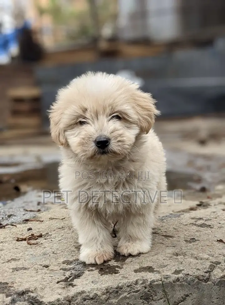 1-3 months Male Purebred Maltese