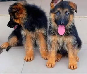 Photo - 1-3 months Male Purebred German Shepherd