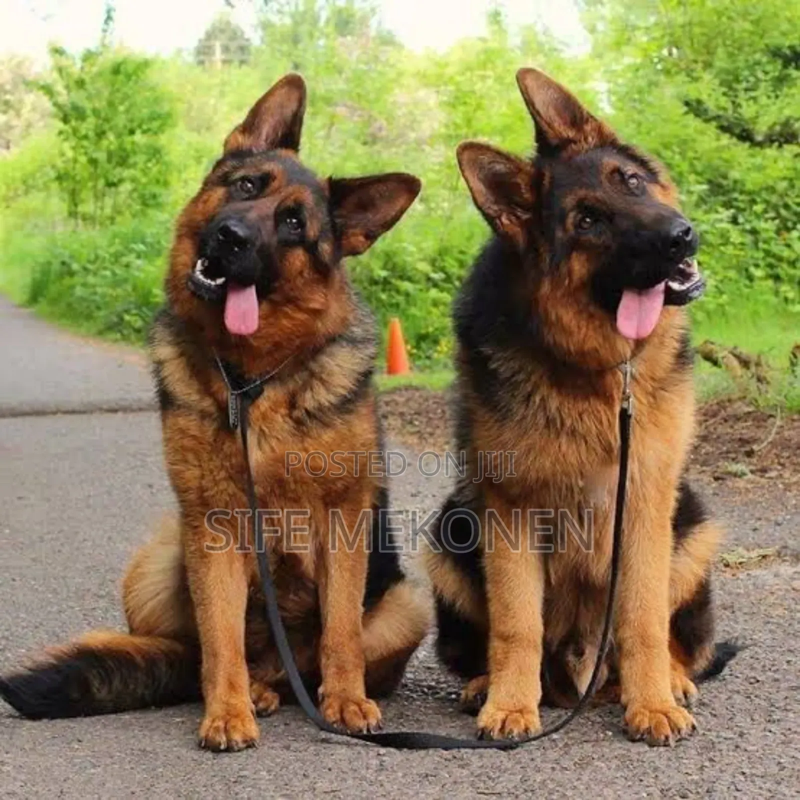 1-3 months Male Purebred German Shepherd