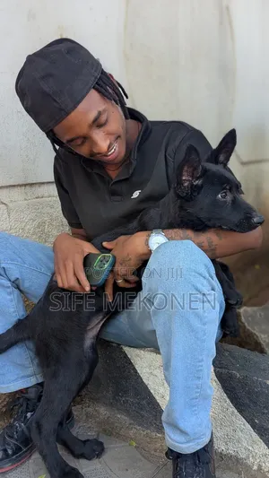 1-3 months Male Purebred German Shepherd