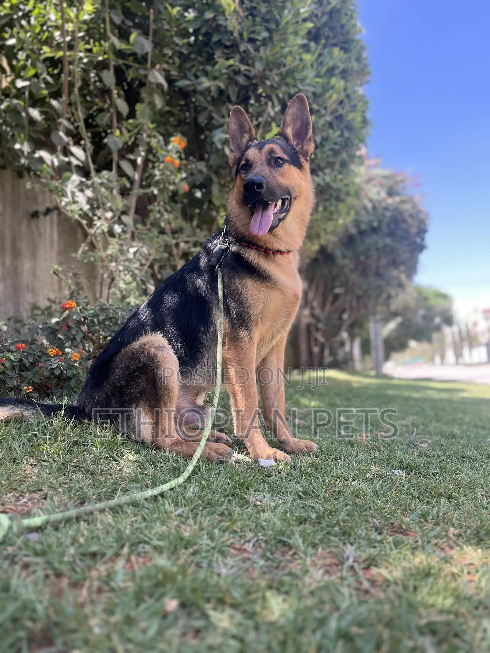 1-3 months Male Purebred German Shepherd