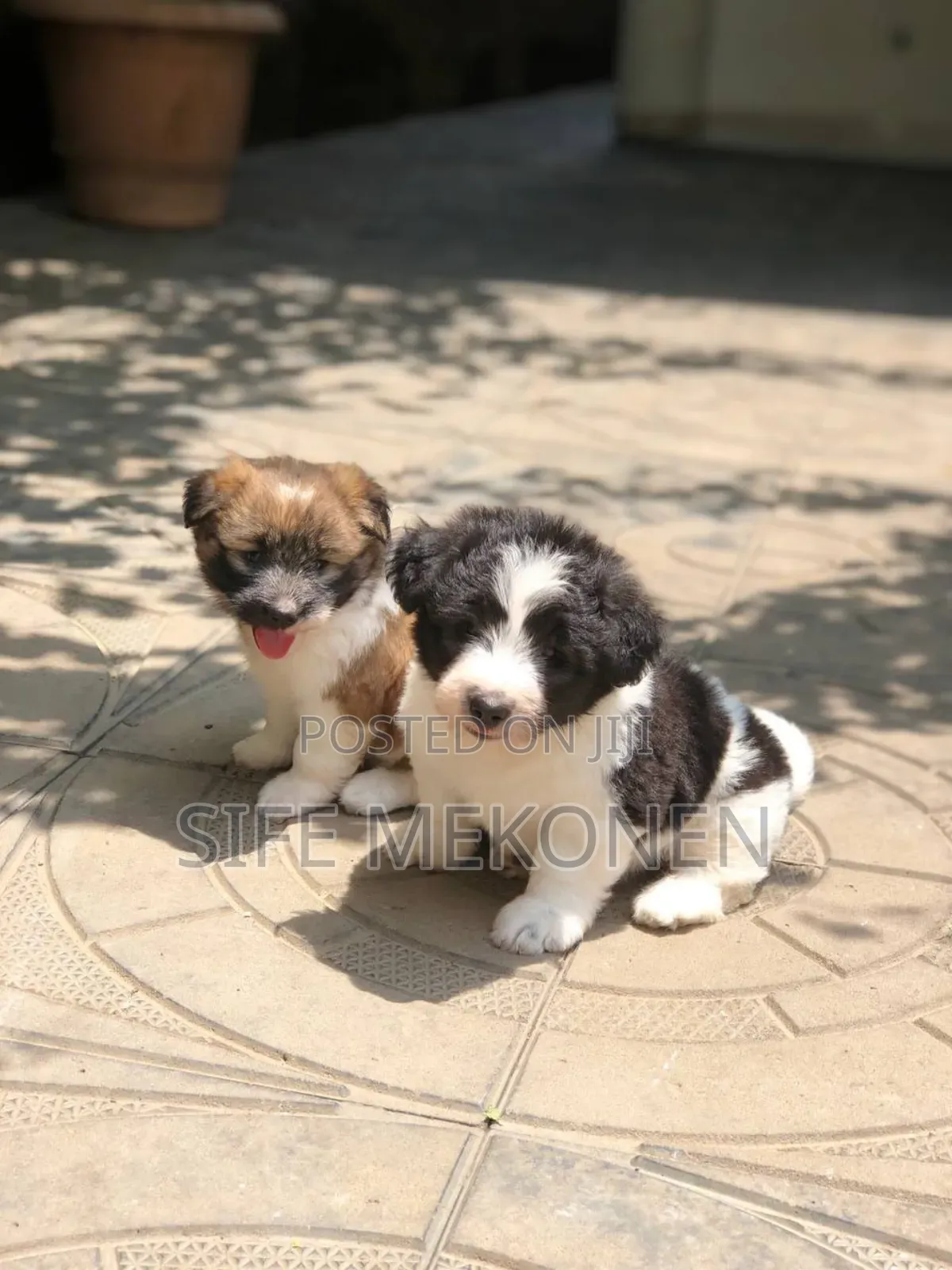 1-3 months Male Purebred Maltese