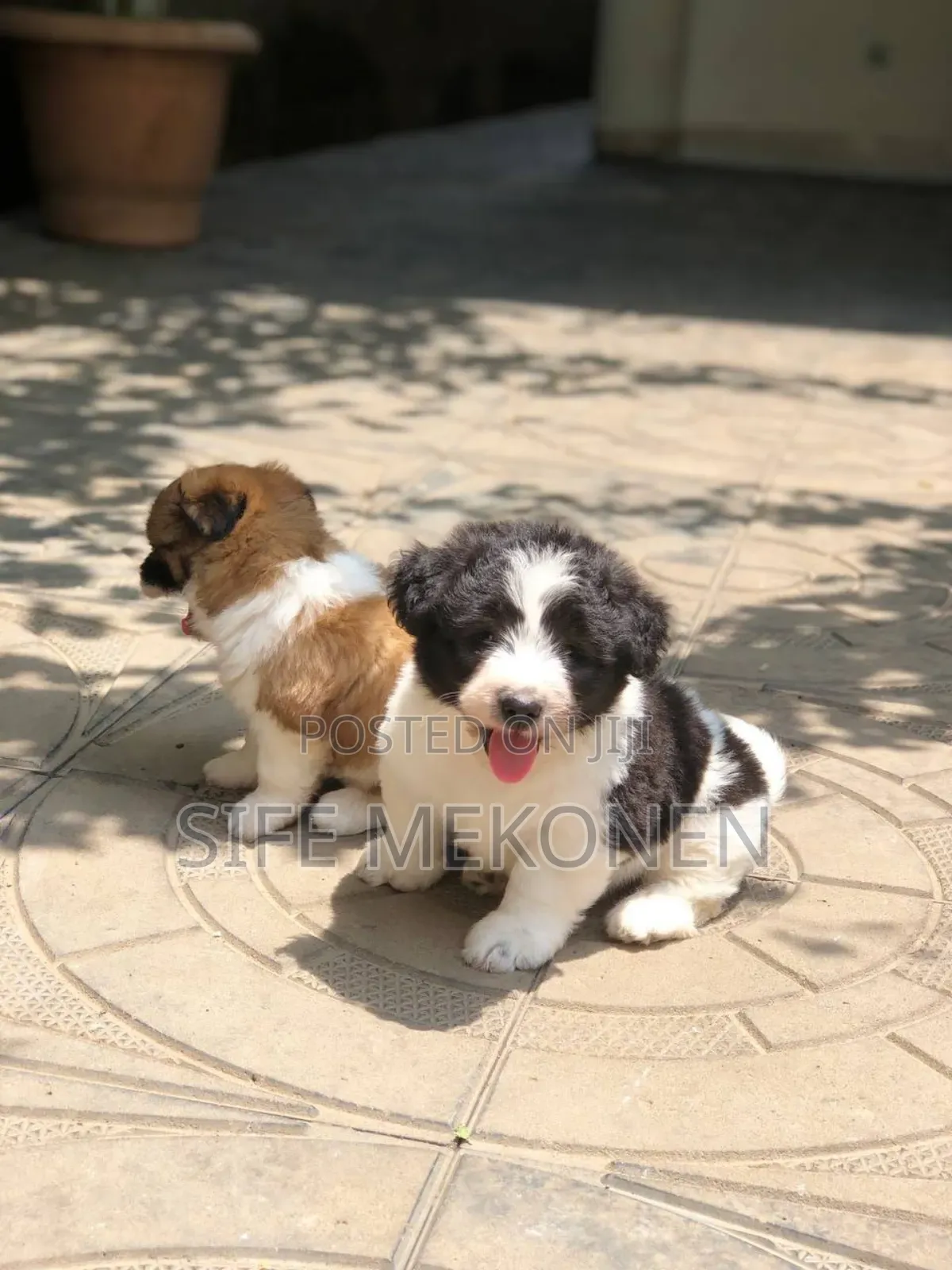 1-3 months Male Purebred Maltese