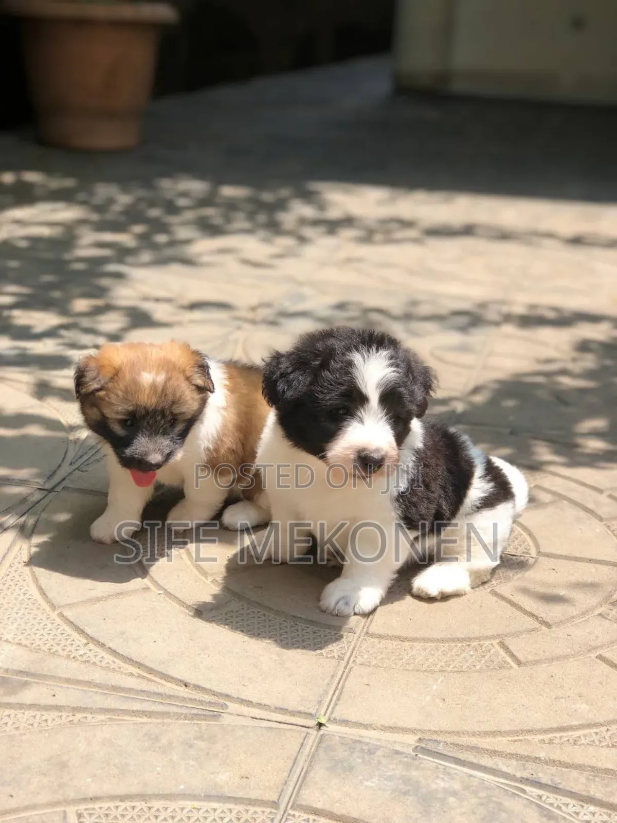 1-3 months Male Purebred Maltese