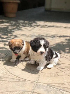 1-3 months Male Purebred Maltese