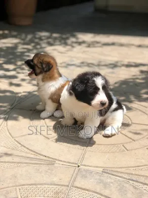 1-3 months Male Purebred Maltese