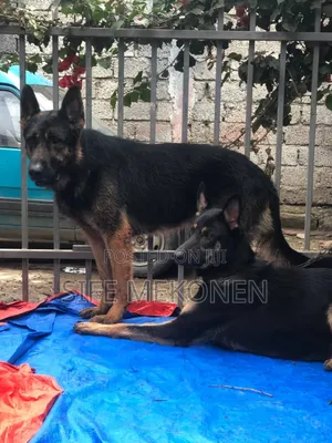 Photo - 1-3 months Male Purebred German Shepherd