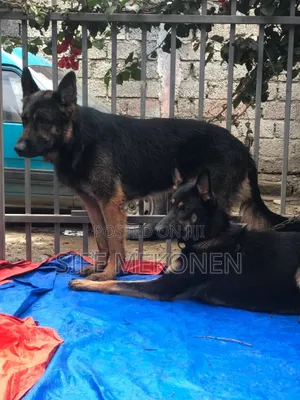 1-3 months Male Purebred German Shepherd