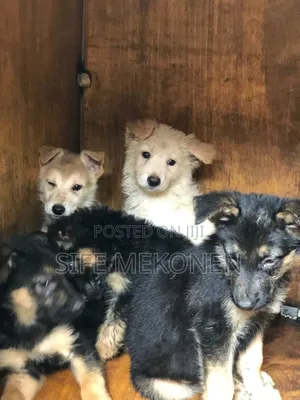 1-3 months Male Purebred German Shepherd