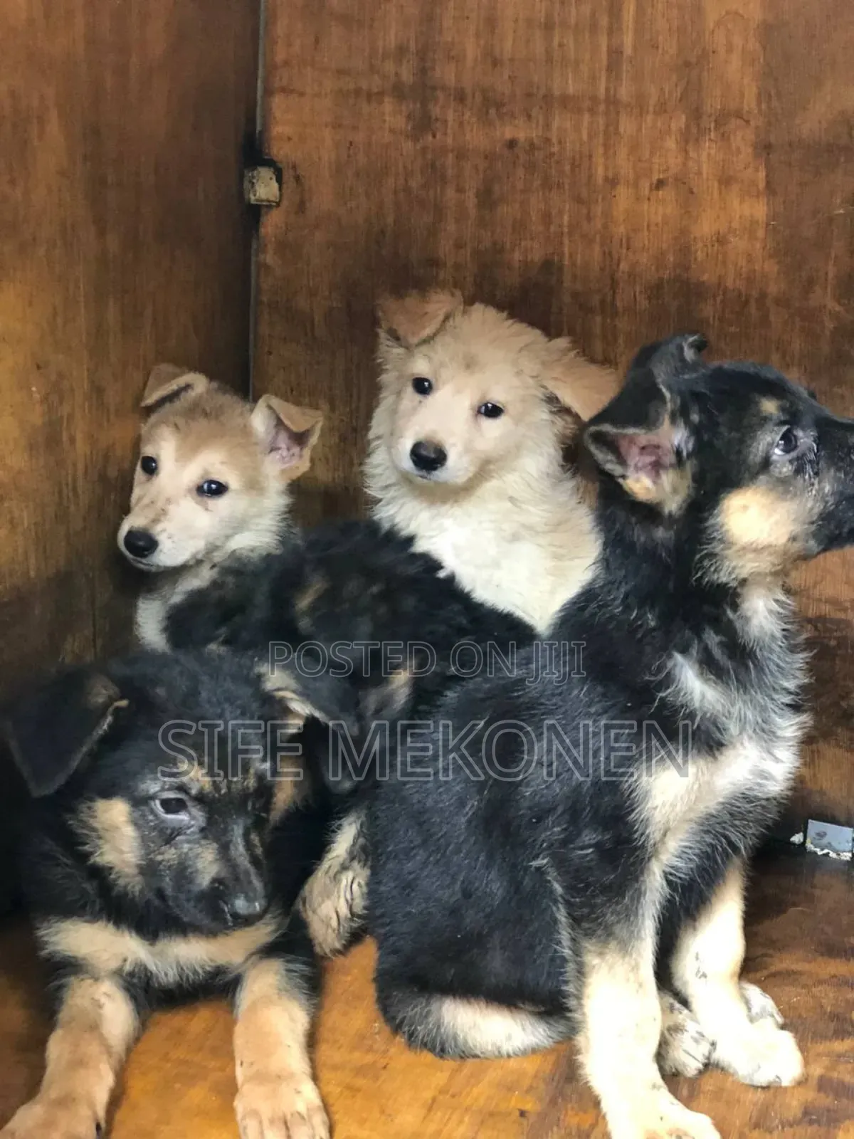 1-3 months Male Purebred German Shepherd