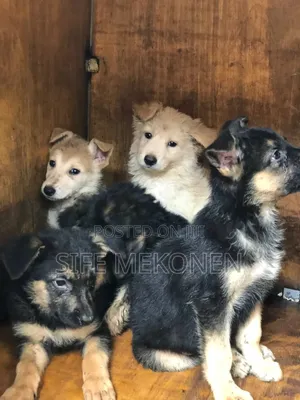 1-3 months Male Purebred German Shepherd