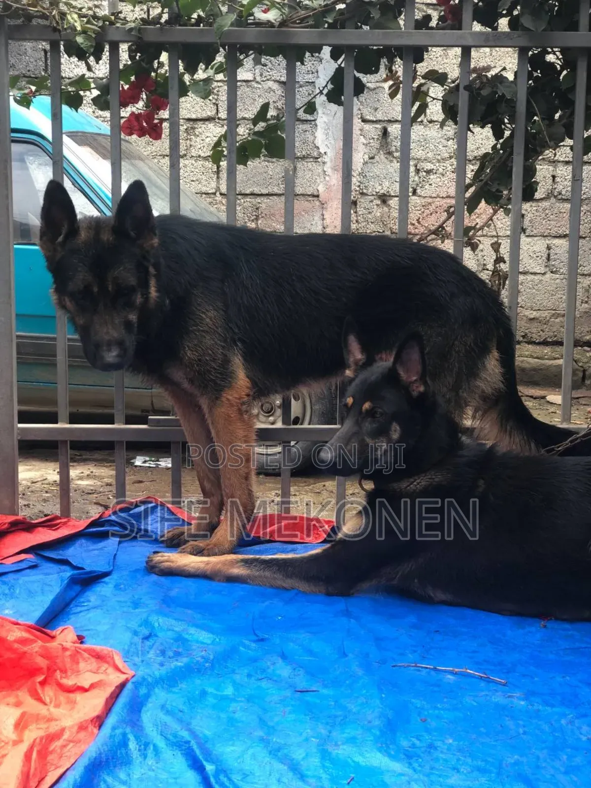 1-3 months Male Purebred German Shepherd