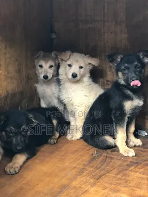 1-3 months Male Purebred German Shepherd