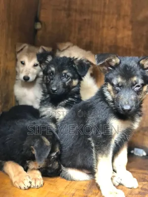 1-3 months Male Purebred German Shepherd