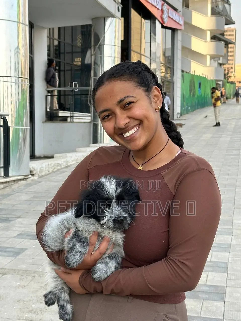 1-3 months Male Purebred Shih Tzu