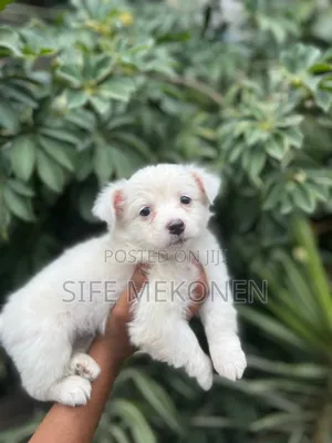 Photo - 1-3 months Male Purebred Maltese