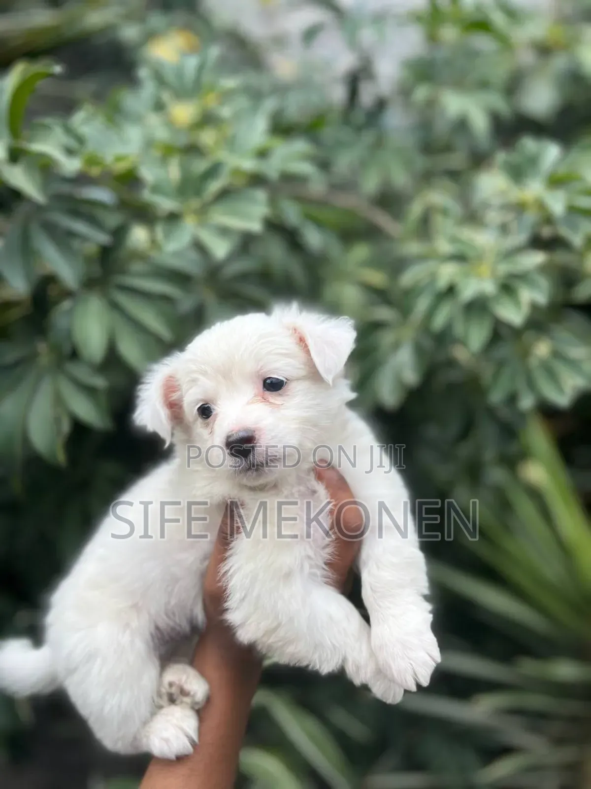 1-3 months Male Purebred Maltese