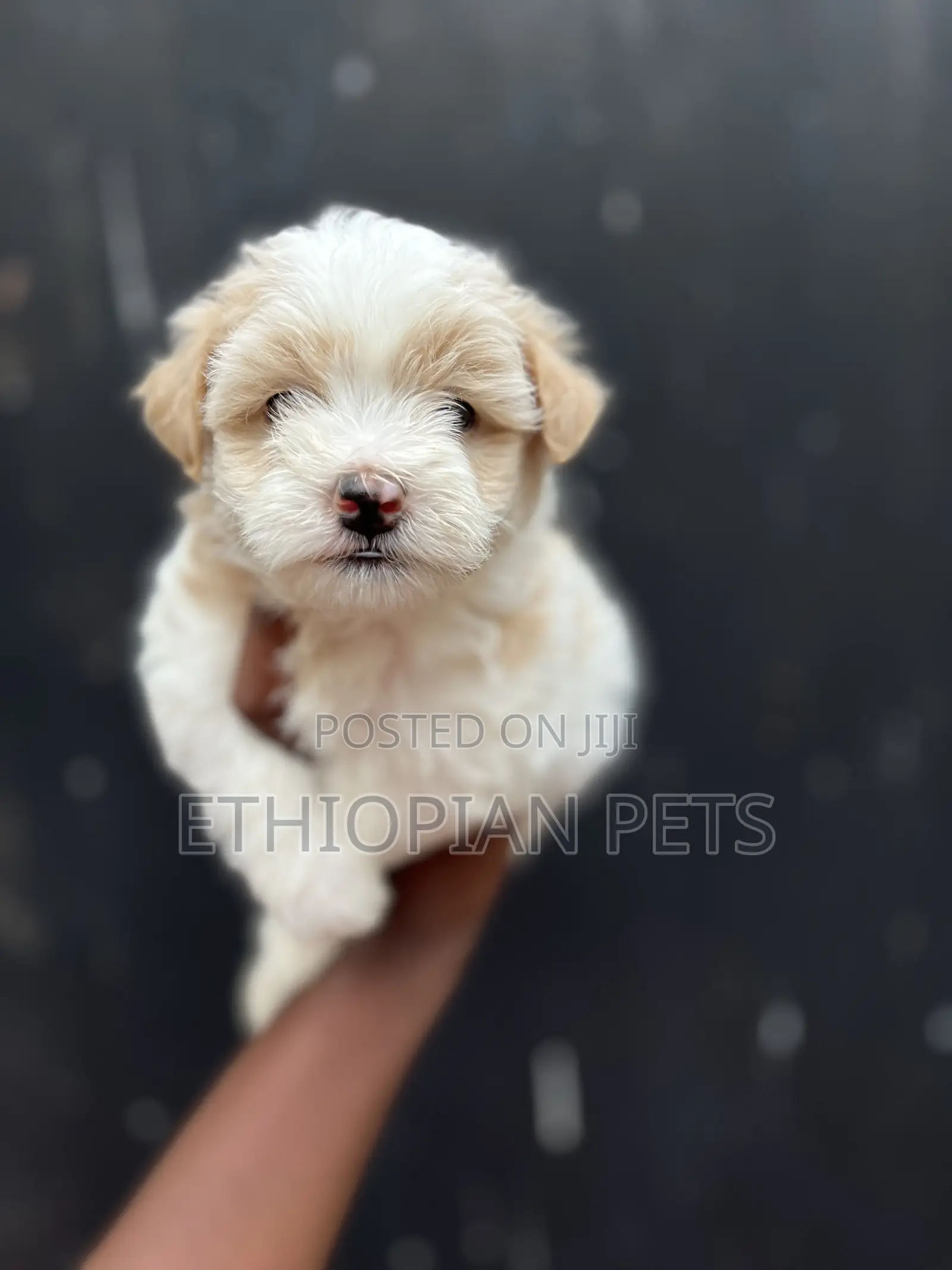 1-3 months Male Purebred Maltese