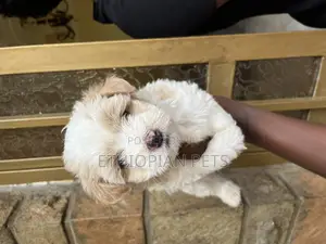 1-3 months Male Purebred Maltese