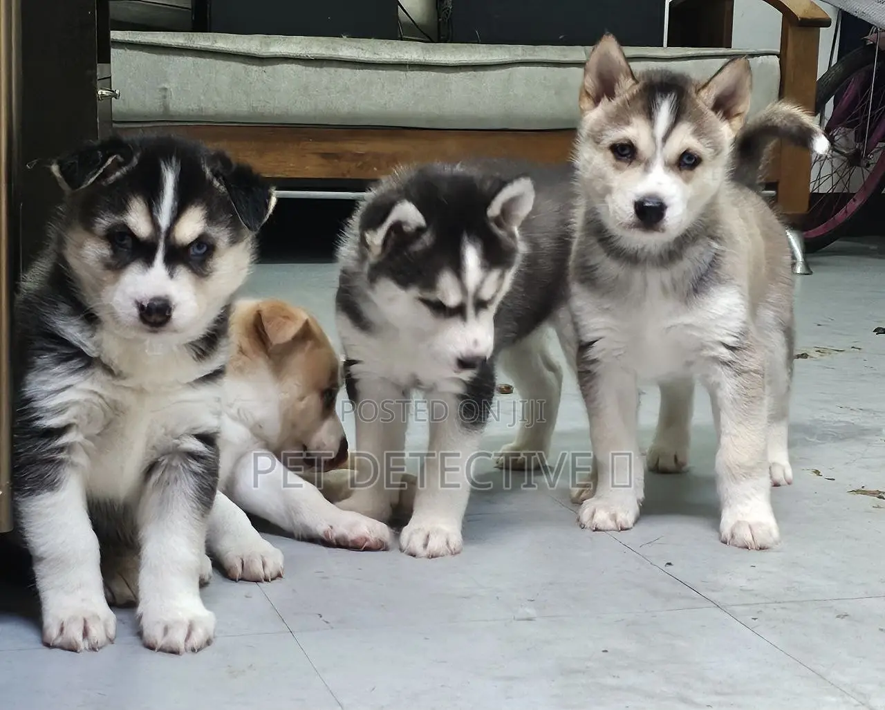 1-3 months Male Purebred Siberian Husky